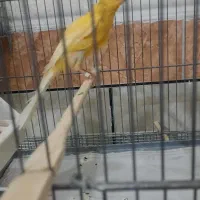 قناری رسمی بلند نر|پرنده|حمیدیه, |دیوار