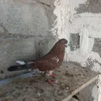 کبوتر کله ای