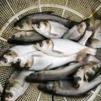 بچه ماهی فیتواک 100گرمی موجودی 5000عدد قیمت 20تومن