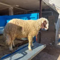 بره قوچ داشتی