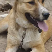 سگ خراسانی