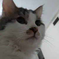 واگذاری دوتا گربه باهم