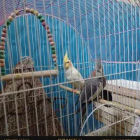 3 عروس هلندی