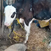 گوساله هلشتاین نر|حیوانات مزرعه|گرگان, |دیوار