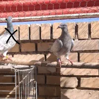 گمشده