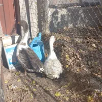 غاز محلی دو عدد