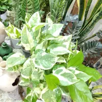 گلدان های سرامیکی باگل اپارتمانی