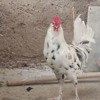 گمشده