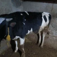 گاوپرواری دورگه