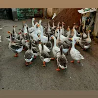 غاز محلی بالغ