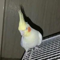 عروس هلندی مولد|پرنده|قدس, شهر‌قدس|دیوار