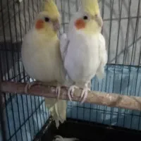 عروس هلندی|پرنده|خرمشهر, |دیوار