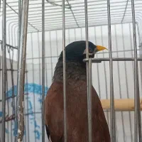 مرغ مینا