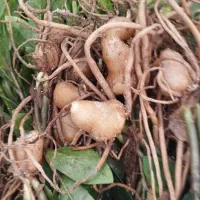 زاموفیلیا بصورت ریشه/حسن رحمانی|گل و گیاه طبیعی|قائن, |دیوار