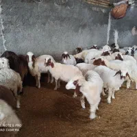 بره ماده بابره نر قوچ|حیوانات مزرعه|ماهیدشت, |دیوار