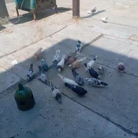 کفتر|پرنده|کرج, ساسانی (قلمستان)|دیوار