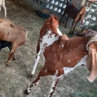 چند عدد بز|حیوانات مزرعه|سیریک, |دیوار