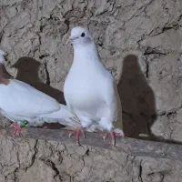 کبوتر فروشی|پرنده|شاهرود, |دیوار