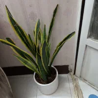 گیاه سانسوریا