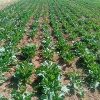 سرکارگر کارهای کشاورزی