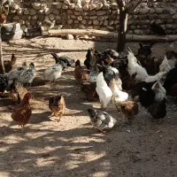 مرغ های محلی 100عدد