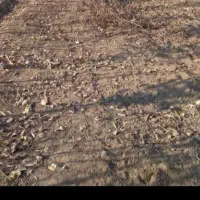 زمین|فروش زمین و ملک کلنگی|قلعه نو, |دیوار