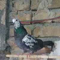 باسلام ۸عددکبوتر گشتی