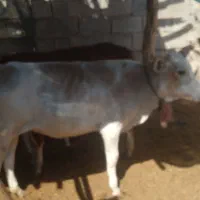 گوساله ماده دورگه