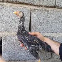 جوجه خروس لاری۱
