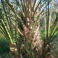 فروش پاجوش جنگ درخت خرما