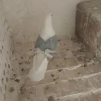 پشت بال