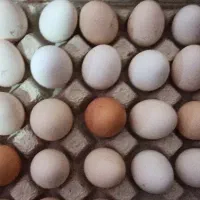 تخم مرغ محلی خوراکی