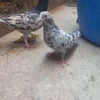 سار هفت رنگ