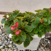 گلهای طبیعی سانسوریا ویشم