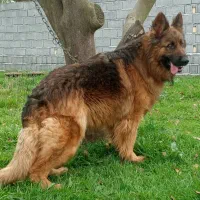 سگ ژرمن گم شده