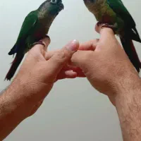 جوجه گرینجیک یلوساید نر و ماده فول اهلی ۵۰ روزه