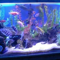 طراحی نصب آکواریوم پلنت آبنما تضمینی|ماهی|مشهد, نیروی هوایی|دیوار