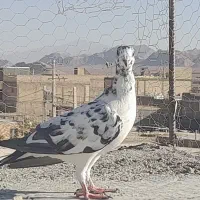 کبوتررنگی|پرنده|آباده, |دیوار