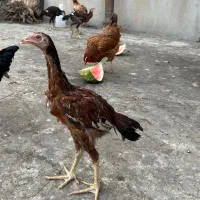 جوجه لاری اصل و نسب دار|حیوانات مزرعه|فردیس, منظریه|دیوار