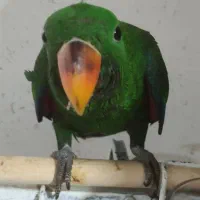 جوجه اکلکتوس|پرنده|بندر انزلی, نیمه شعبان|دیوار