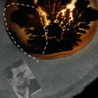 شجر قائن تک درخت مصور