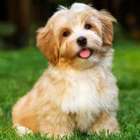 سگ پیدا شده (عکس تزئینی است)