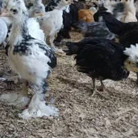 جوجه مرغ  سلطان