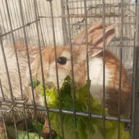 دو تا خرگوش