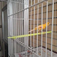 قناری|پرنده|مشهد, استاد یوسفی (شهرک غرب)|دیوار