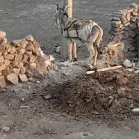 خرگله|حیوانات مزرعه|فیروزه, |دیوار