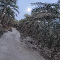 خدمات اره بنزینی و خرید چوب درخت