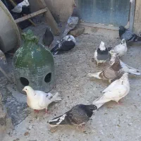 کبوتر|پرنده|رباط‌کریم, الارد|دیوار