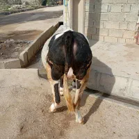 سلام و درود خدا ...|حیوانات مزرعه|سرپل ذهاب, |دیوار