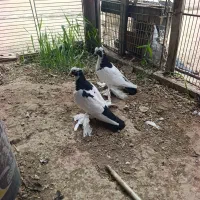 کبوتر پاپر جفت